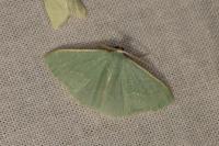 Xenochlorodes olympiaria