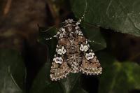 Lamprosticta culta
