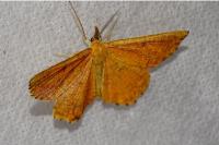 Angerona prunaria