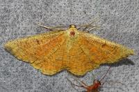 Angerona prunaria