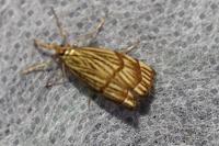 Chrysocrambus linetella
