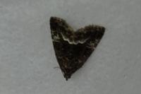 Deltote pygarga