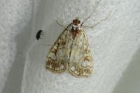 Elophila nymphaeata