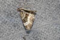Epirrhoe alternata