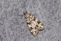 Eudonia delunella