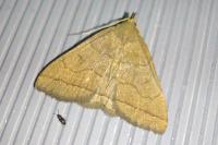 Herminia tarsipennalis