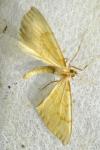 Gandaritis pyraliata
