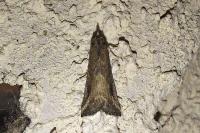 Schrankia costaestrigalis