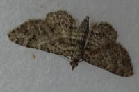 Gymnoscelis rufifasciata
