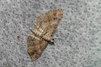 Gymnoscelis rufifasciata