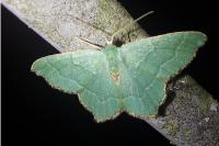 Hemithea aestivaria
