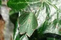 Hemithea aestivaria