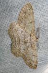 Hypomecis punctinalis