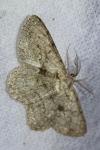 Hypomecis roboraria