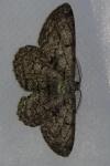 Hypomecis roboraria