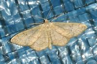 Idaea aversata