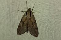 Hyloicus pinastri
