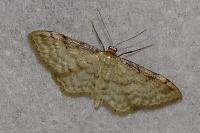Idaea fuscovenosa