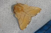 Malacosoma neustria