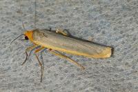Manulea complana