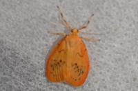 Miltochrista miniata