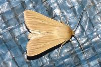 Mythimna pallens