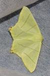 Ourapteryx sambucaria