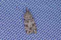 Scoparia ambigualis/basistrigalis