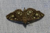 Anania stachydalis