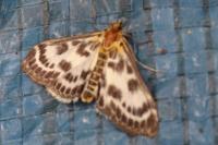 Anania hortulata