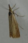 Chrysoteuchia culmella