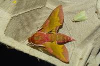 Deilephila porcellus