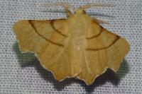 Ennomos erosaria