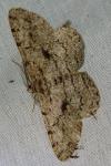 Hypomecis roboraria