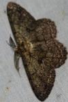 Hypomecis roboraria