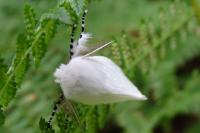 Leucoma salicis