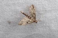Duponchelia fovealis