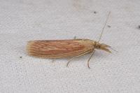 Ematheudes punctella