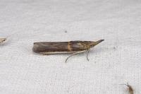 Etiella zinckenella