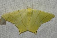 Ourapteryx sambucaria