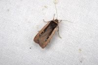 Ochropleura leucogaster