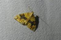 Cidaria fulvata