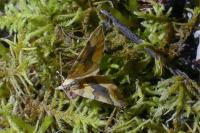 Cidaria fulvata