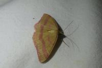 Rhodostrophia calabra
