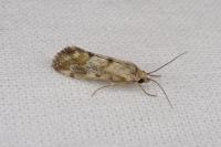 Tegostoma comparalis