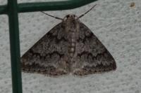 Pseudoterpna coronillaria