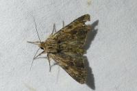 Apamea monoglypha monoglypha