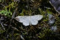 Idaea deversaria