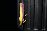 Oncocera semirubella