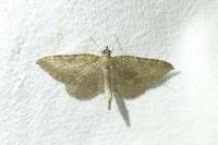 Philereme vetulata